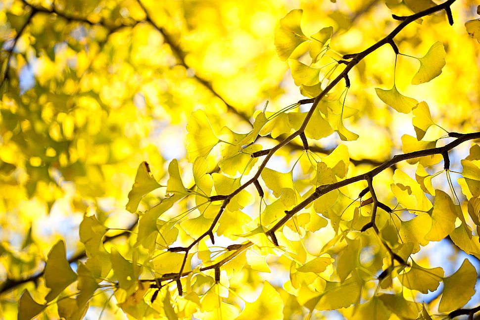 yellow leaf tree HD wallpaper