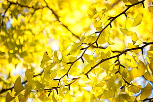 yellow leaf tree