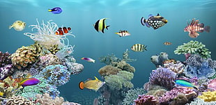 underwater photography of sea HD wallpaper
