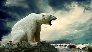 polar bear near seashore, polar bears, bears, animals HD wallpaper