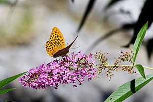 close up photo of common brown butterfly on pink petaled flowers, buddleja