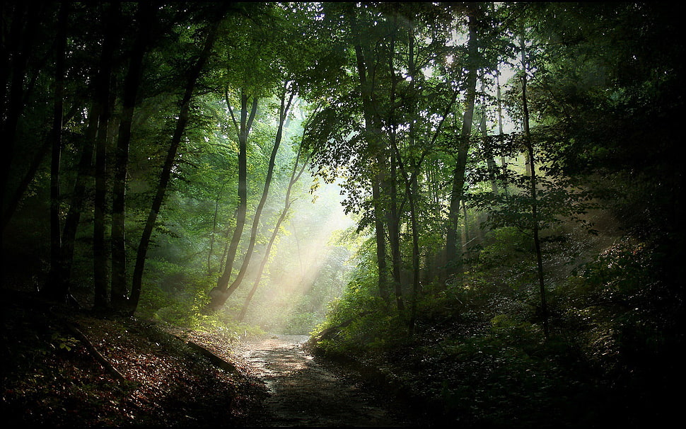 green leafed trees, forest, road, dirt road, trees HD wallpaper