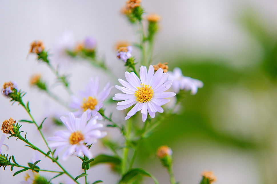 flowers, garden, petals, blur HD wallpaper