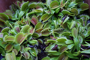 venus flytraps HD wallpaper