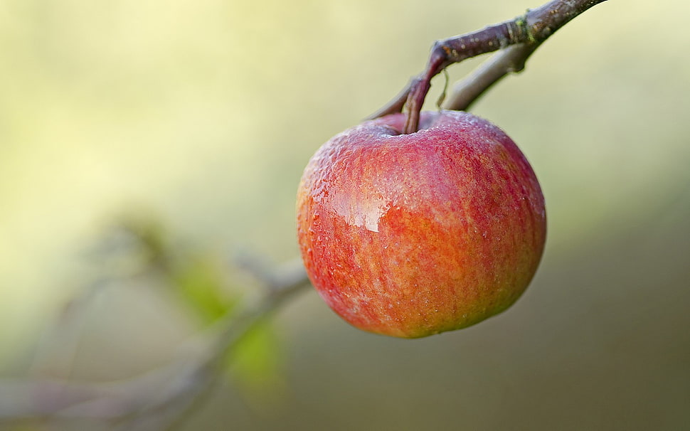 red apple, apples HD wallpaper