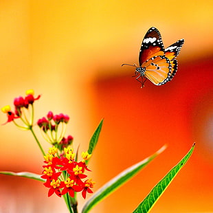 selective focus photography of butterfly HD wallpaper
