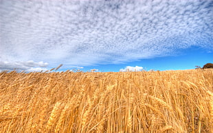 brown wheat field, nature, landscape, wheat, clouds