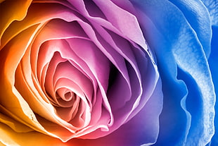 blue and pink cluster flower photo, rose