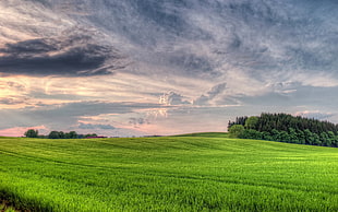 green trees and grass field under cloudy sky