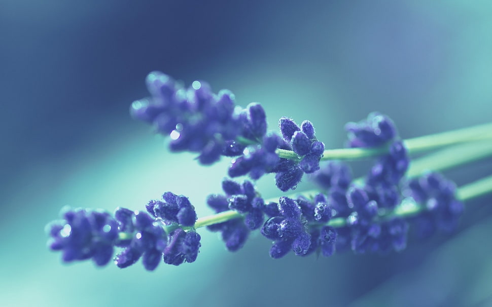 selective focus photo of a leaf HD wallpaper