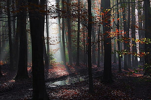 brown leaf trees, landscape, nature, forest, mist HD wallpaper