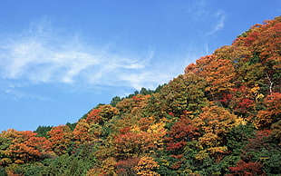 brown,green and orange leaved mountain trees scenery under blue sunny sky