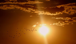 flock of birds silhouette