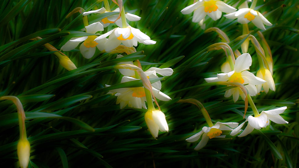 white and yellow Daisy flower photo HD wallpaper