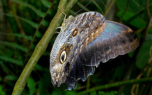 morpho butterfly perched on green branch