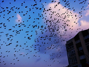 black birds, swallow (bird), migration