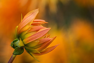 selective focus photography of pink and yellow Sunflower bud, dahlia HD wallpaper
