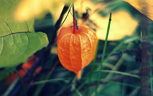 tilt lens photography of orange leaves
