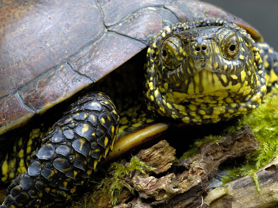 black and green turtle HD wallpaper