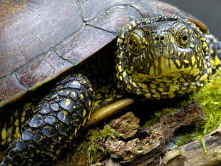 black and green turtle