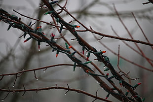 red string lights, rain