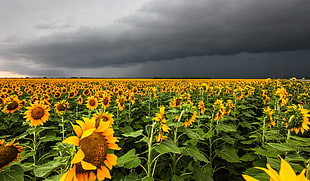 bed of Sunflowers HD wallpaper