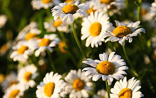 photography of white daisy flower field at daytime
