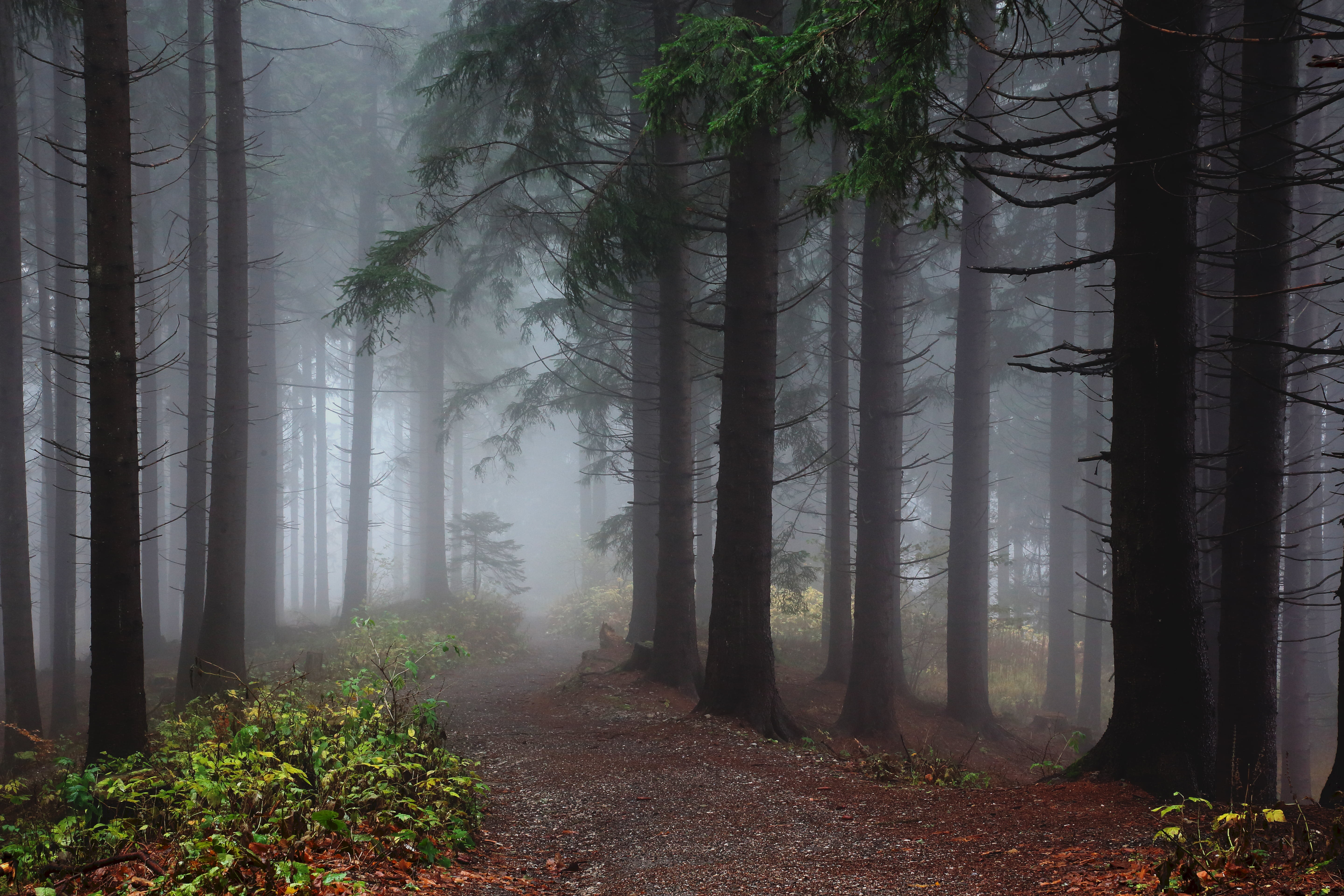 forest with fogs