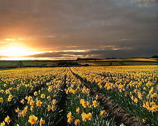 yellow petaled flower field during sunset