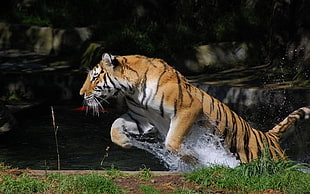 closeup photo of jumping tiger on the water HD wallpaper