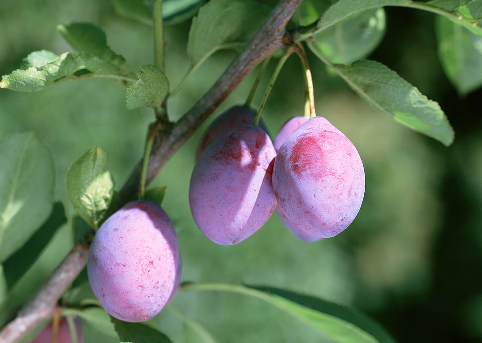 round pink fruit close-up photo HD wallpaper