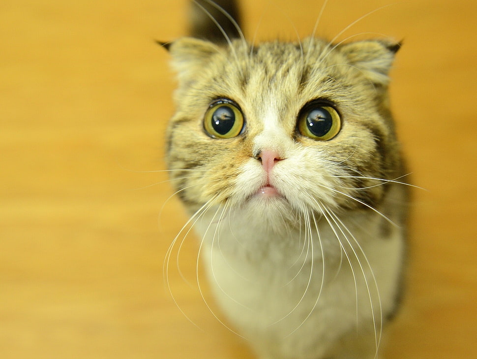 brown tabby cat, animals, cat HD wallpaper