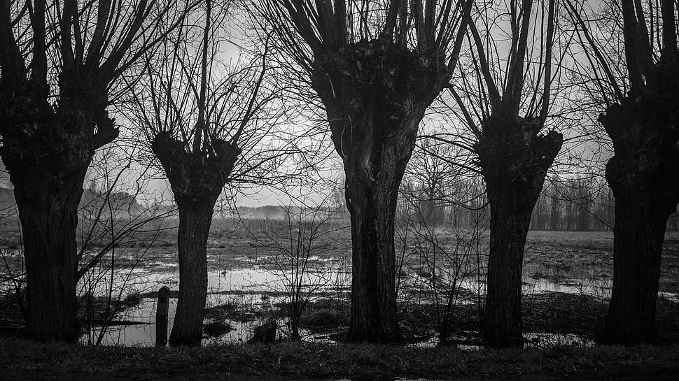 five gray trees, willow trees, trees, mist, Poland HD wallpaper