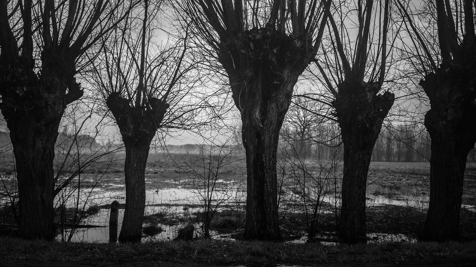 five gray trees, willow trees, trees, mist, Poland