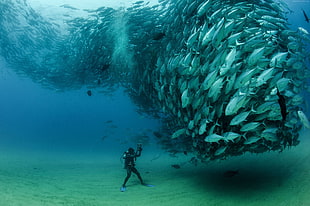 man taking photo of fish underwater HD wallpaper