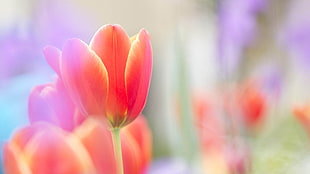 photo of orange tulips