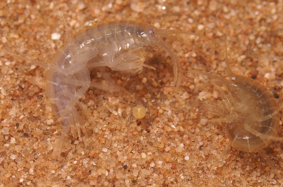 two prawns HD wallpaper