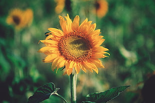 yellow sunflower, Sunflower, Bud, Petals HD wallpaper