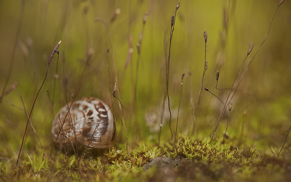 shallow depth of field photo of snail on grass HD wallpaper