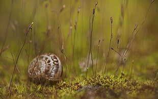 shallow depth of field photo of snail on grass