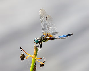 closeup photo of black, green, and blue dragonfly on green plant