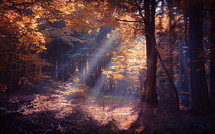 sun rays passing through trees HD wallpaper