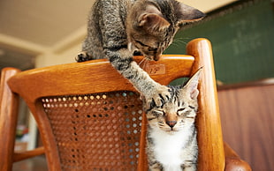 two brown tabby cats on brown wooden chair
