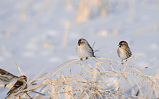 three white and brown birds at daytime