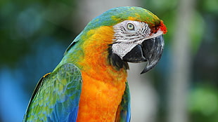shallow focus photography of green and orange macaw