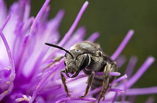 gray and black Bee on purple flower