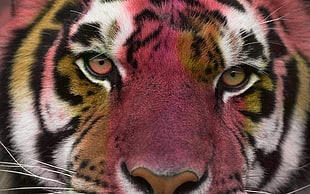 adult tiger, tiger, eyes, cat, photo manipulation
