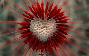 red and white petaled flower macro photography