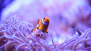 orange and white clownfish, animals, macro, nature, fish HD wallpaper
