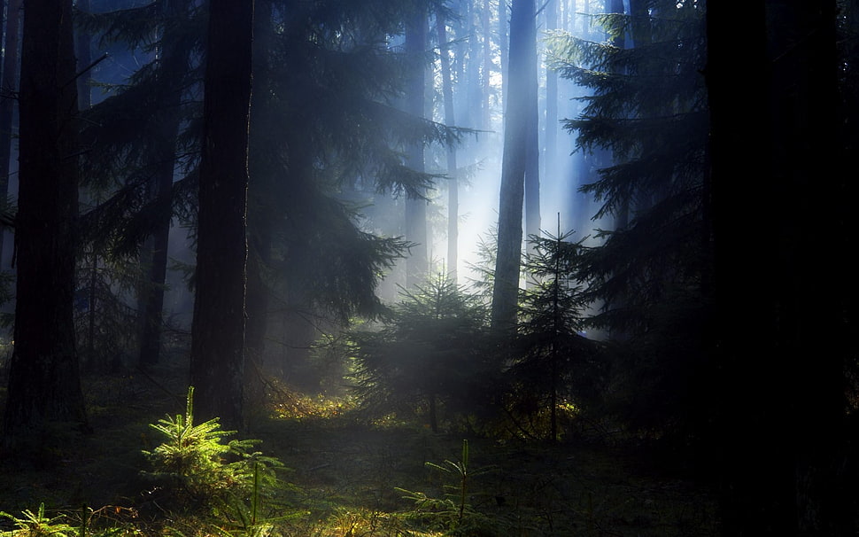forest during daytime photo HD wallpaper